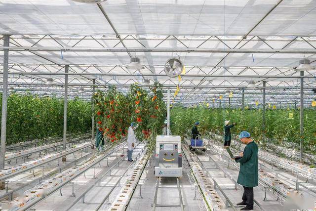 向天借地种好菜：无土栽培如何让1亩地赚出20亩的钱(图6)