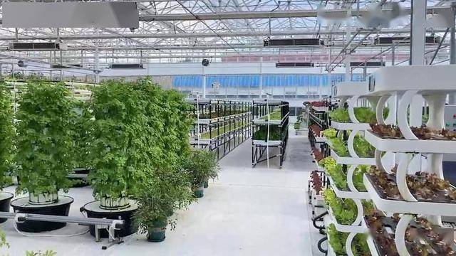 向天借地种好菜：无土栽培如何让1亩地赚出20亩的钱(图7)