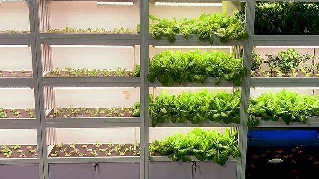 向天借地种好菜：无土栽培如何让1亩地赚出20亩的钱(图9)