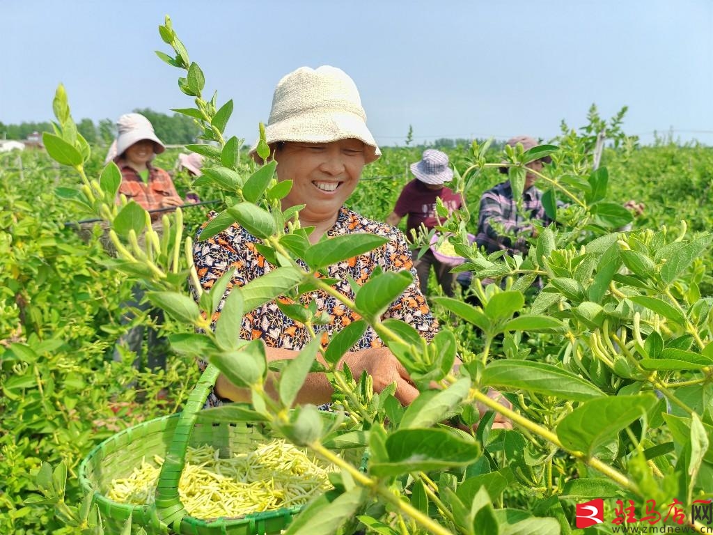 多米体育网址热带作物产业深耕“专精特新”（大数据观察）