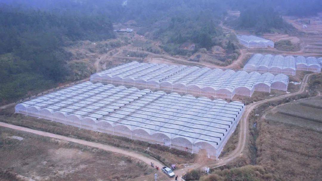 “薯”光无限好永泰大棚种植忙……(图3)
