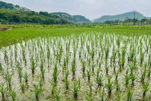 帮农多米体育APP网种植养殖项目参考平台(图3)