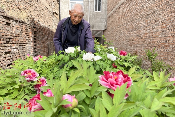 洛阳85岁老人深耕牡丹种植 曾获“牡丹大师”荣誉称号(图2)