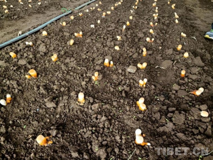 米林红太阳白肉灵芝基地：特多米体育平台色产业发展带动群众增收致富(图2)