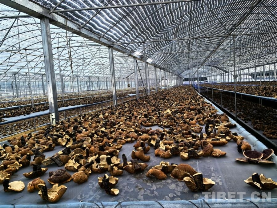 米林红太阳白肉灵芝基地：特多米体育平台色产业发展带动群众增收致富(图4)