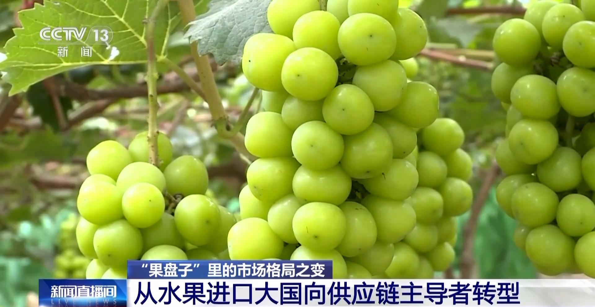 昔日“水果刺客”变身“亲民爆品” 用科技把水果价格打下来(图13)