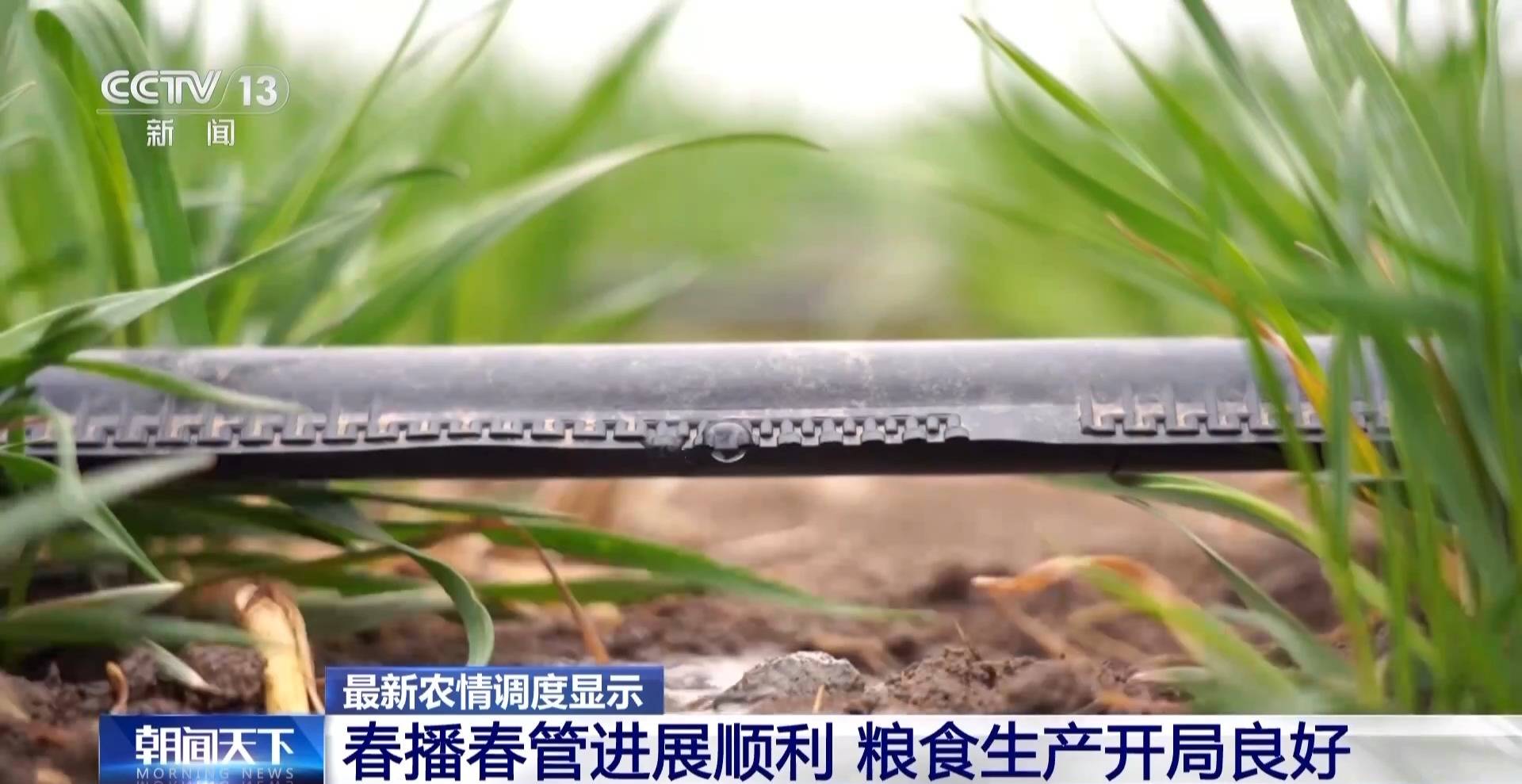 全国粮食生产开局良好 冬小麦多米体育官网将迎来大面积收获(图4)