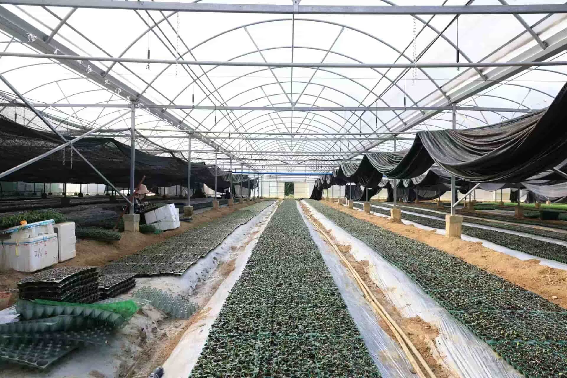 三亚那受村：科技兴农激活“一村一品” 蔬菜大棚撬动244万富民账本(图1)