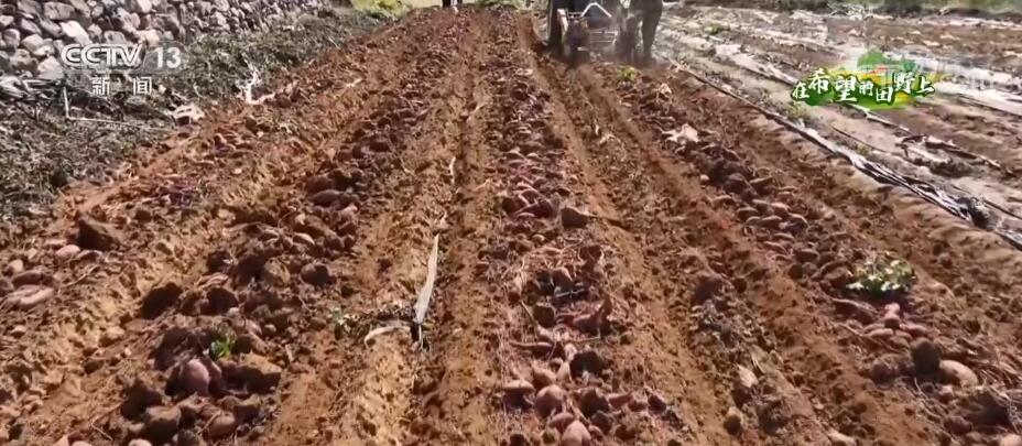 在希望的田野上 依托山地丘陵地貌 梯田式种植红薯获丰收(图2)