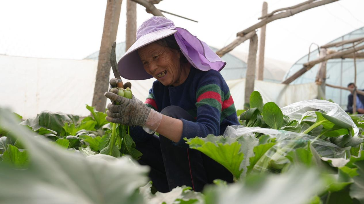 库车市：早春蔬菜丰收 菜农喜开颜(图1)