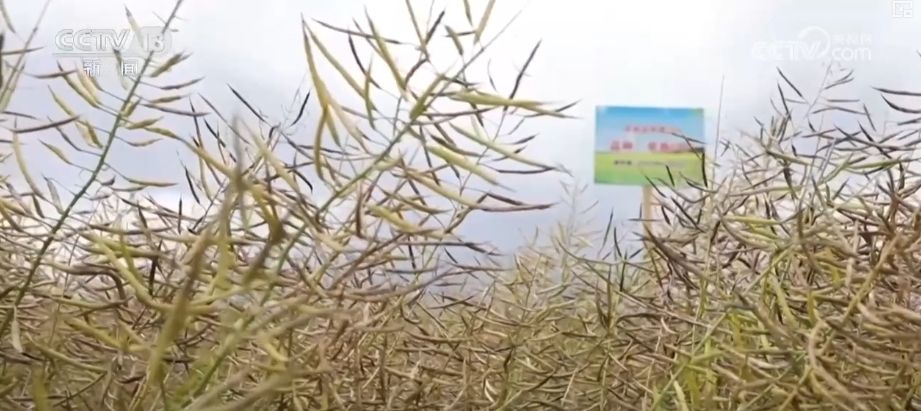 丰收在望“稻—稻—油”三熟制种植模式下 油菜单产刷新纪录(图4)