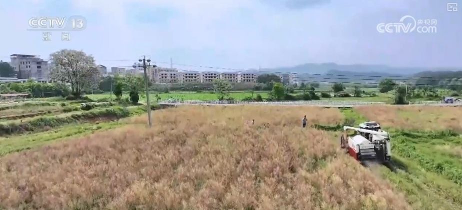 丰收在望“稻—稻—油”三熟制种植模式下 油菜单产刷新纪录(图5)