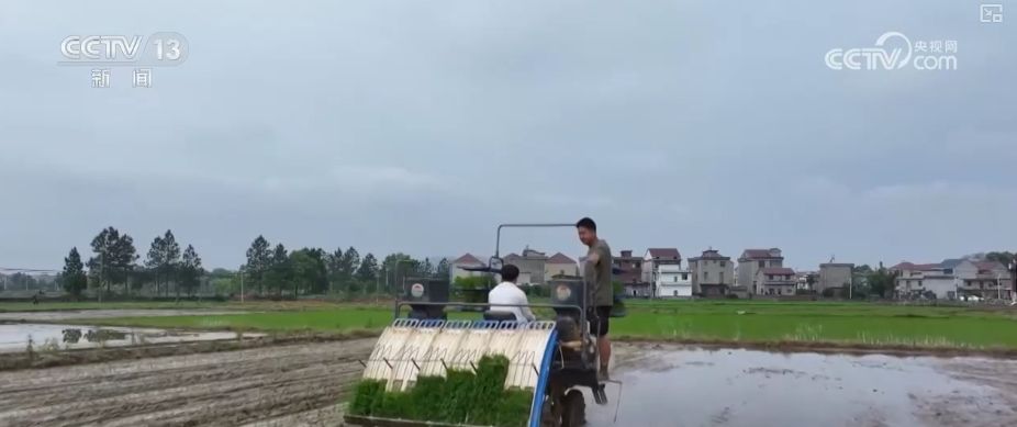 丰收在望“稻—稻—油”三熟制种植模式下 油菜单产刷新纪录(图6)