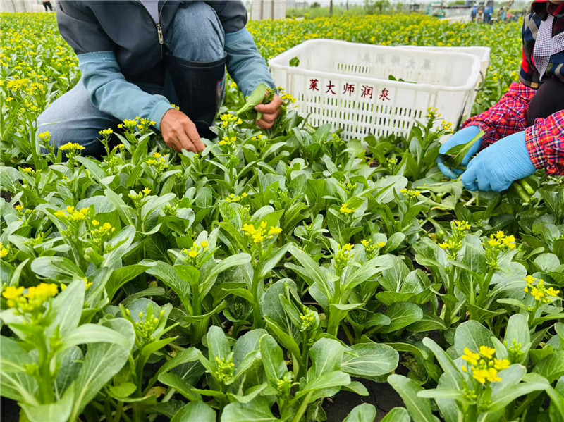 臨泉縣迎仙鎮：千畝菜園的滬港鮮味接力(图3)